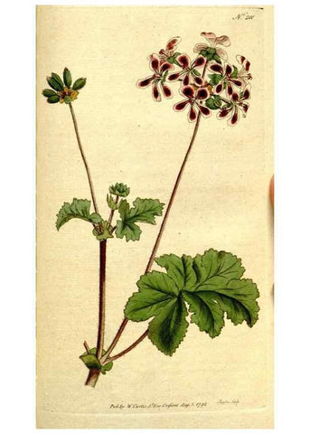 Reproducción/Reproduction 8559510469: The Botanical magazine, or, Flower-garden displayed ... /. [S.l. :s.n.],1790-1800 ;