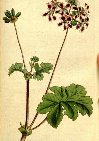 Reproducción/Reproduction 8559510469: The Botanical magazine, or, Flower-garden displayed ... /. [S.l. :s.n.],1790-1800 ;