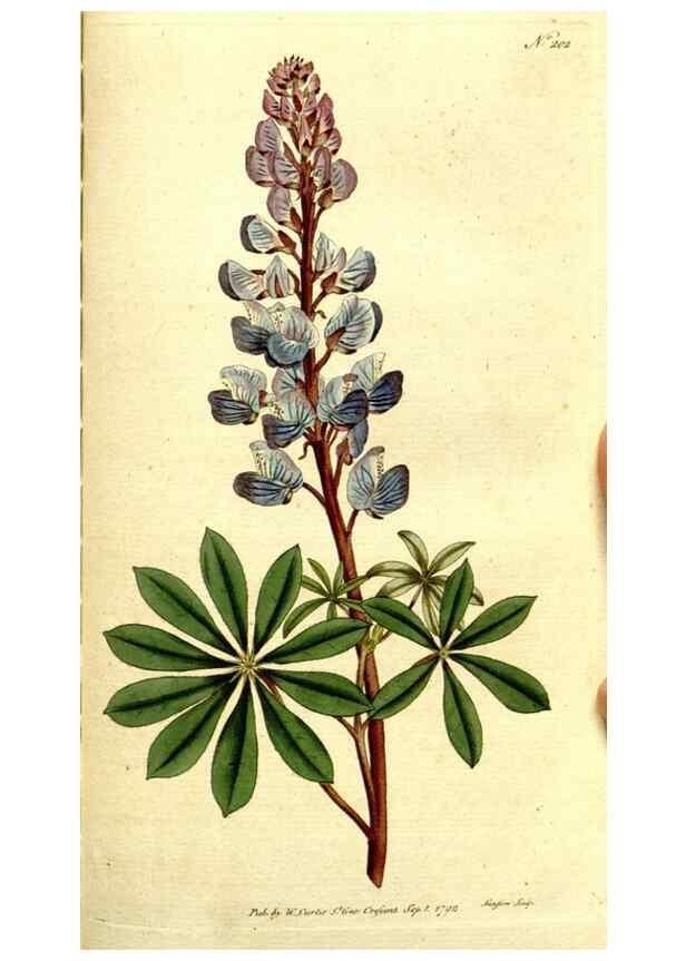 Reproducción/Reproduction 8560619226: The Botanical magazine, or, Flower-garden displayed ... /. [S.l. :s.n.],1790-1800 ;
