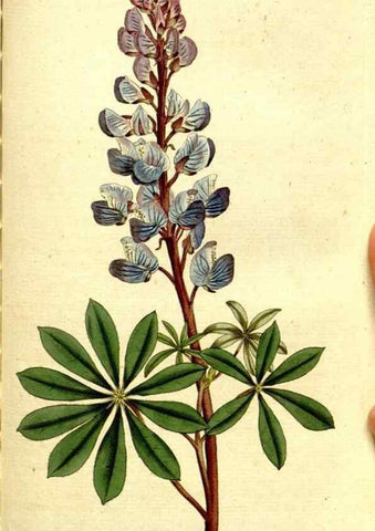 Reproducción/Reproduction 8560619226: The Botanical magazine, or, Flower-garden displayed ... /. [S.l. :s.n.],1790-1800 ;