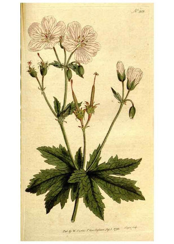Reproducción/Reproduction 8559511709: The Botanical magazine, or, Flower-garden displayed ... /. [S.l. :s.n.],1790-1800 ;