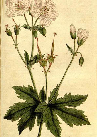 Reproducción/Reproduction 8559511709: The Botanical magazine, or, Flower-garden displayed ... /. [S.l. :s.n.],1790-1800 ;