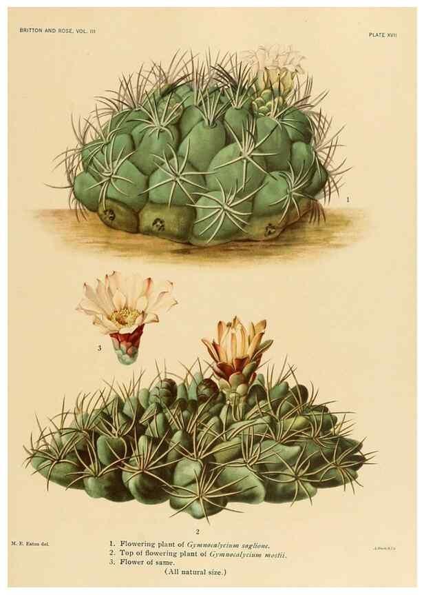 Reproducción/Reproduction 8567990439: The Cactaceae :. Washington :Carnegie Institution of Washington,1919-1923.