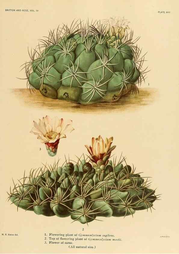 Reproducción/Reproduction 8567990439: The Cactaceae :. Washington :Carnegie Institution of Washington,1919-1923.