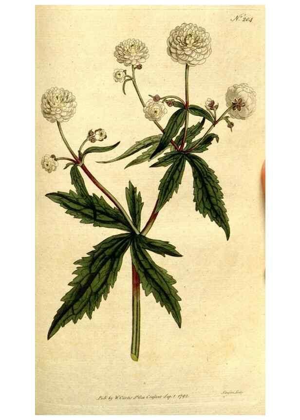 Reproducción/Reproduction 8560620568: The Botanical magazine, or, Flower-garden displayed ... /. [S.l. :s.n.],1790-1800 ;