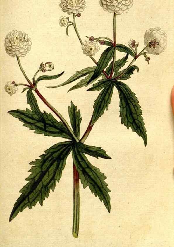 Reproducción/Reproduction 8560620568: The Botanical magazine, or, Flower-garden displayed ... /. [S.l. :s.n.],1790-1800 ;