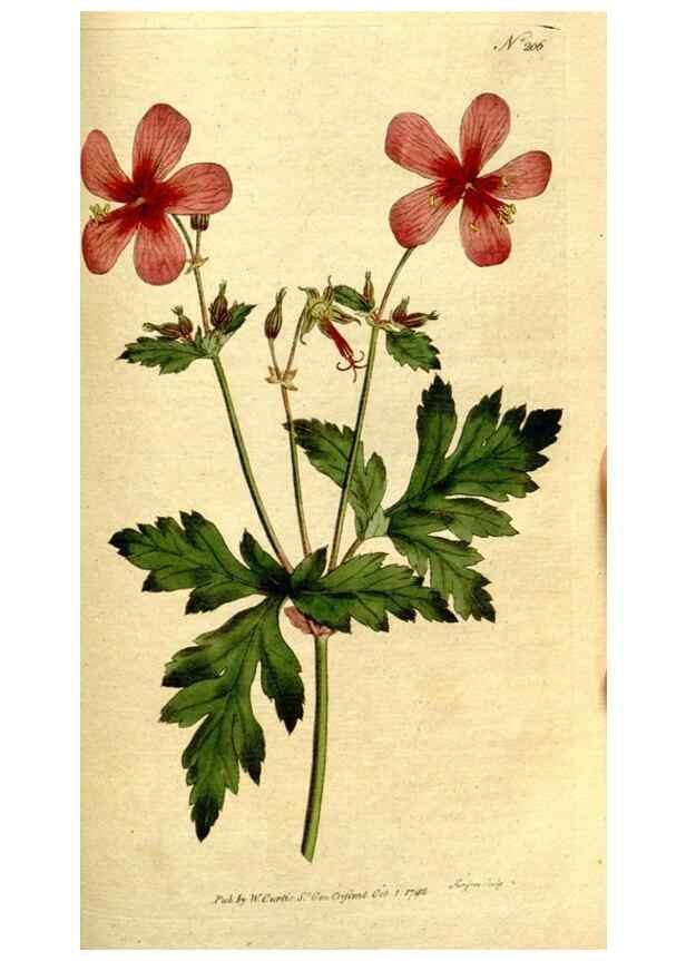 Reproducción/Reproduction 8560622142: The Botanical magazine, or, Flower-garden displayed ... /. [S.l. :s.n.],1790-1800 ;