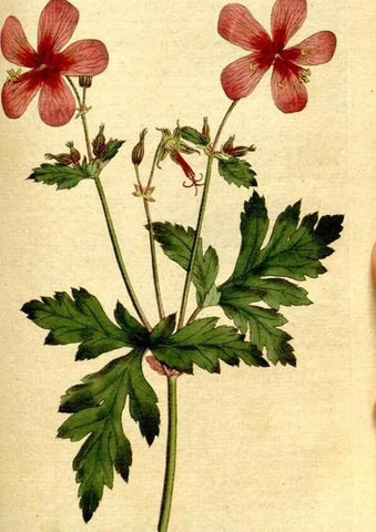 Reproducción/Reproduction 8560622142: The Botanical magazine, or, Flower-garden displayed ... /. [S.l. :s.n.],1790-1800 ;