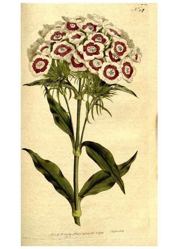 Reproducción/Reproduction 8560623036: The Botanical magazine, or, Flower-garden displayed ... /. [S.l. :s.n.],1790-1800 ;