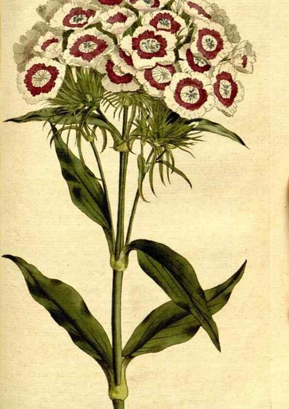 Reproducción/Reproduction 8560623036: The Botanical magazine, or, Flower-garden displayed ... /. [S.l. :s.n.],1790-1800 ;