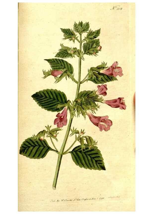 Reproducción/Reproduction 8560623804: The Botanical magazine, or, Flower-garden displayed ... /. [S.l. :s.n.],1790-1800 ;