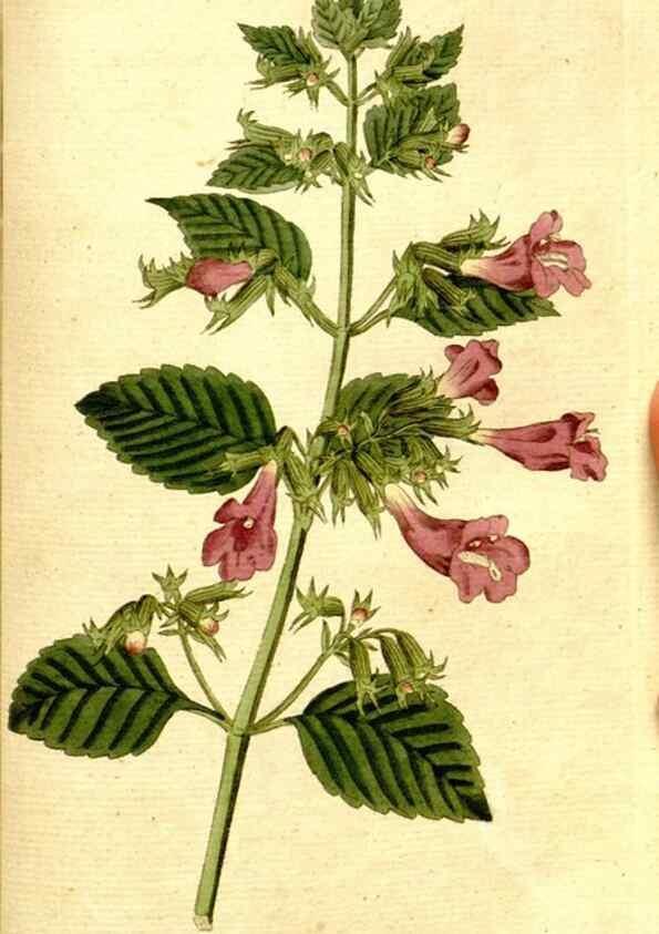 Reproducción/Reproduction 8560623804: The Botanical magazine, or, Flower-garden displayed ... /. [S.l. :s.n.],1790-1800 ;