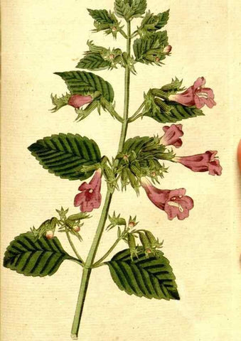 Reproducción/Reproduction 8560623804: The Botanical magazine, or, Flower-garden displayed ... /. [S.l. :s.n.],1790-1800 ;