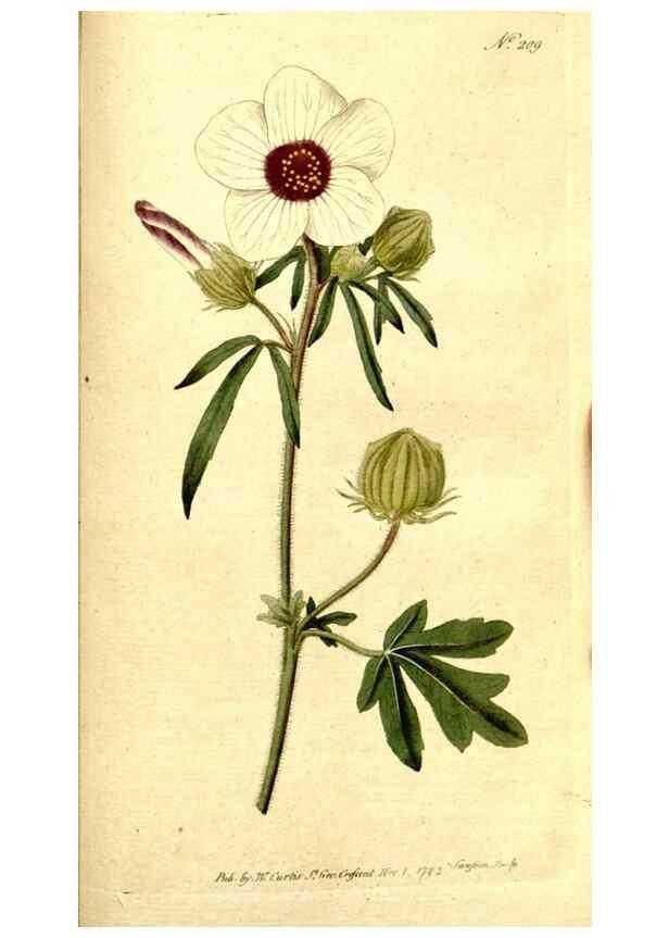 Reproducción/Reproduction 8559516269: The Botanical magazine, or, Flower-garden displayed ... /. [S.l. :s.n.],1790-1800 ;