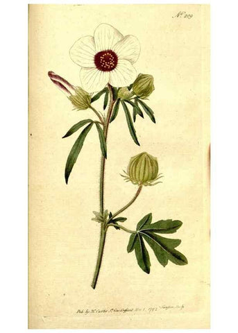 Reproducción/Reproduction 8559516269: The Botanical magazine, or, Flower-garden displayed ... /. [S.l. :s.n.],1790-1800 ;