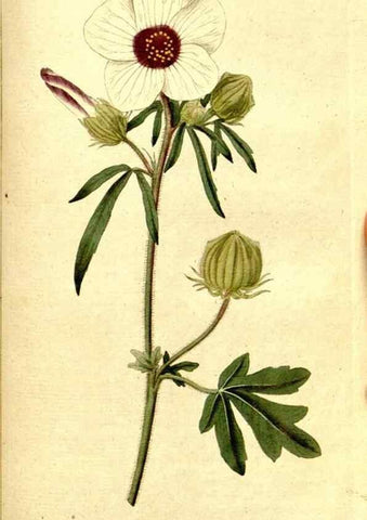 Reproducción/Reproduction 8559516269: The Botanical magazine, or, Flower-garden displayed ... /. [S.l. :s.n.],1790-1800 ;
