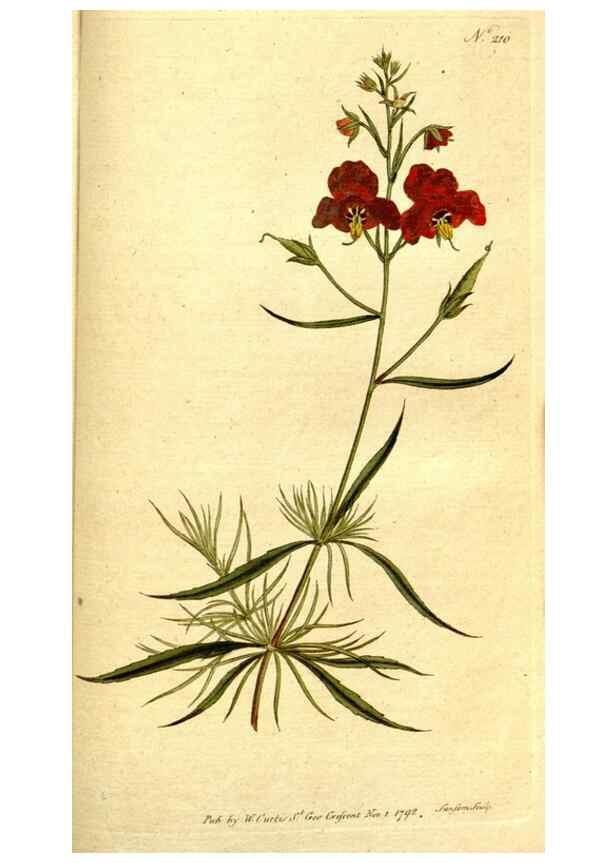 Reproducción/Reproduction 8560625102: The Botanical magazine, or, Flower-garden displayed ... /. [S.l. :s.n.],1790-1800 ;