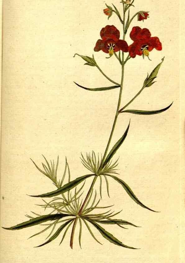 Reproducción/Reproduction 8560625102: The Botanical magazine, or, Flower-garden displayed ... /. [S.l. :s.n.],1790-1800 ;