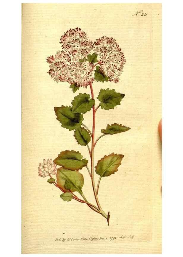 Reproducción/Reproduction 8560626010: The Botanical magazine, or, Flower-garden displayed ... /. [S.l. :s.n.],1790-1800 ;