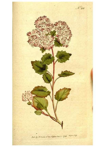 Reproducción/Reproduction 8560626010: The Botanical magazine, or, Flower-garden displayed ... /. [S.l. :s.n.],1790-1800 ;
