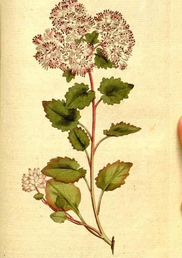 Reproducción/Reproduction 8560626010: The Botanical magazine, or, Flower-garden displayed ... /. [S.l. :s.n.],1790-1800 ;