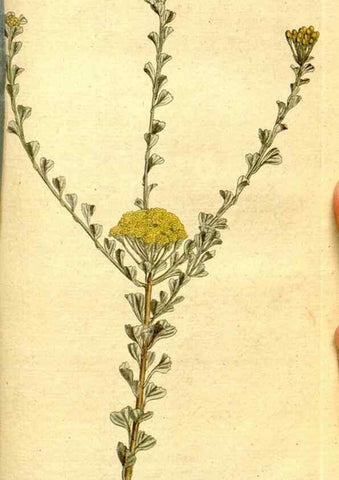 Reproducción/Reproduction 8559518439: The Botanical magazine, or, Flower-garden displayed ... /. [S.l. :s.n.],1790-1800 ;
