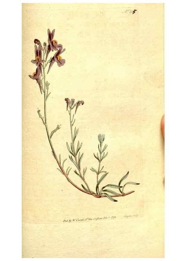 Reproducción/Reproduction 8559513133: The Botanical magazine, or, Flower-garden displayed ... /. [S.l. :s.n.],1790-1800 ;