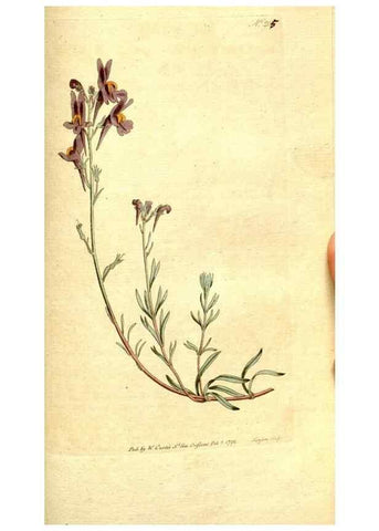 Reproducción/Reproduction 8559513133: The Botanical magazine, or, Flower-garden displayed ... /. [S.l. :s.n.],1790-1800 ;