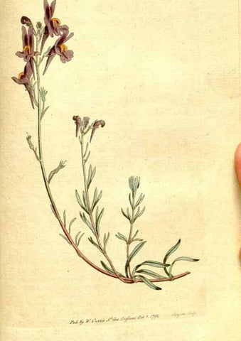 Reproducción/Reproduction 8559513133: The Botanical magazine, or, Flower-garden displayed ... /. [S.l. :s.n.],1790-1800 ;