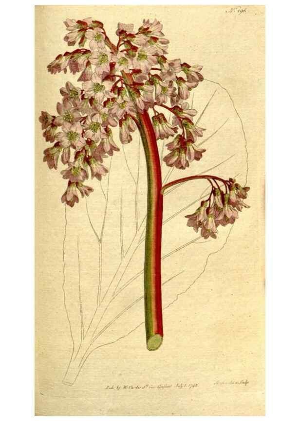 Reproducción/Reproduction 8559506873: The Botanical magazine, or, Flower-garden displayed ... /. [S.l. :s.n.],1790-1800 ;