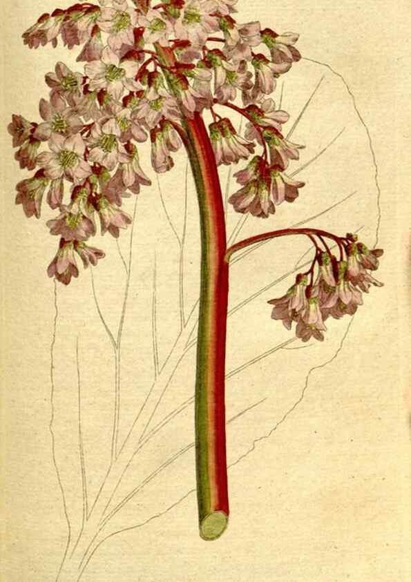 Reproducción/Reproduction 8559506873: The Botanical magazine, or, Flower-garden displayed ... /. [S.l. :s.n.],1790-1800 ;
