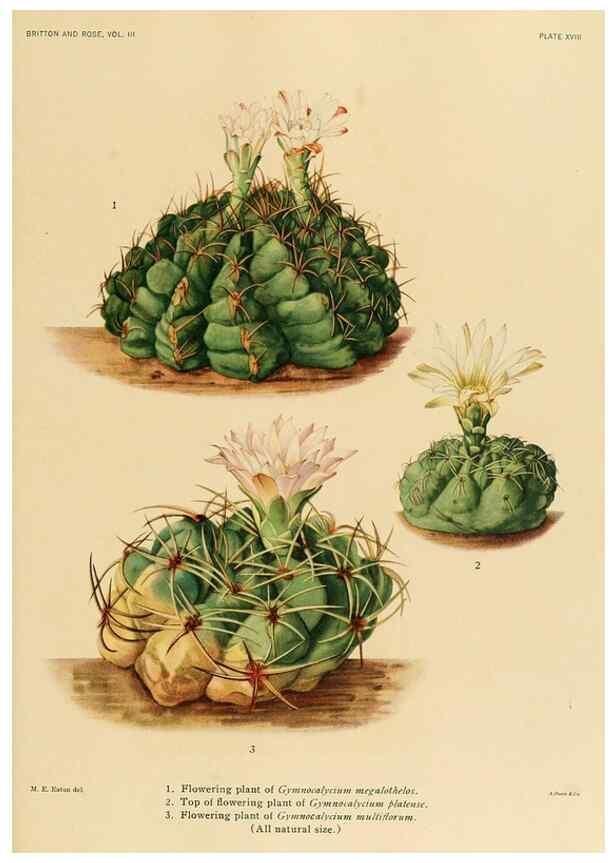 Reproducción/Reproduction 8569088938: The Cactaceae :. Washington :Carnegie Institution of Washington,1919-1923.