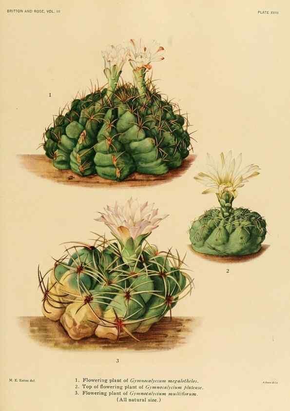 Reproducción/Reproduction 8569088938: The Cactaceae :. Washington :Carnegie Institution of Washington,1919-1923.
