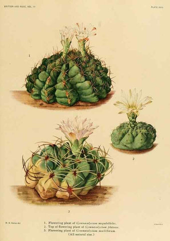 Reproducción/Reproduction 8569088938: The Cactaceae :. Washington :Carnegie Institution of Washington,1919-1923.