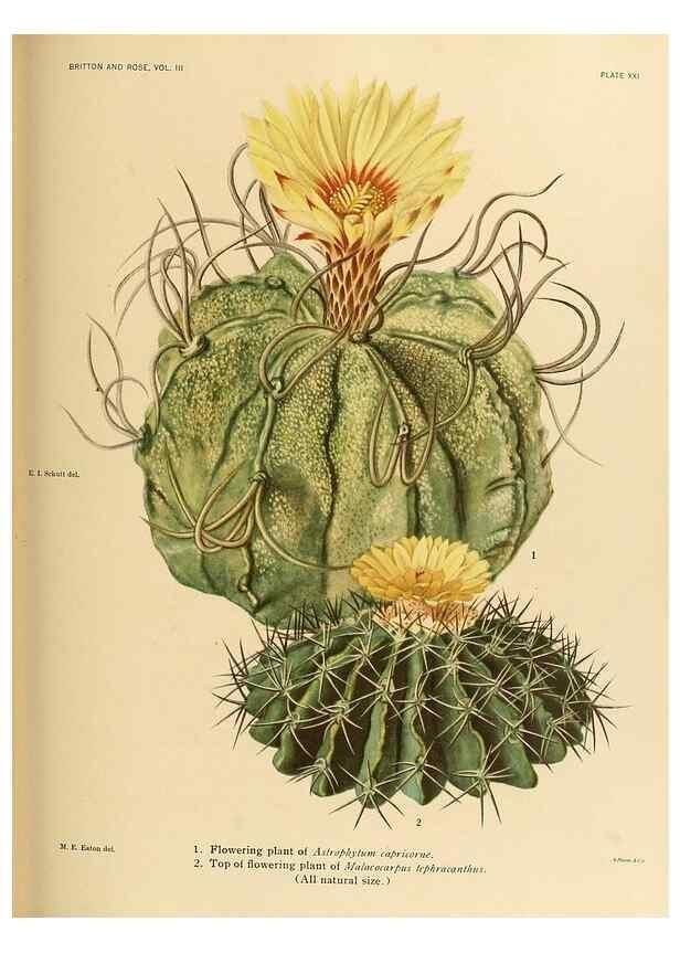 Reproducción/Reproduction 8569090036: The Cactaceae :. Washington :Carnegie Institution of Washington,1919-1923.