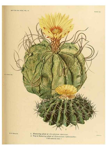 Reproducción/Reproduction 8569090036: The Cactaceae :. Washington :Carnegie Institution of Washington,1919-1923.