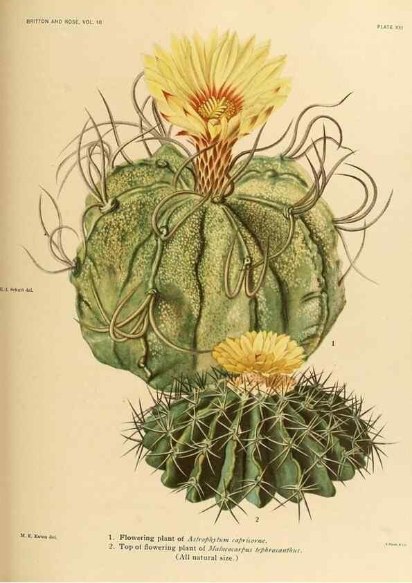 Reproducción/Reproduction 8569090036: The Cactaceae :. Washington :Carnegie Institution of Washington,1919-1923.
