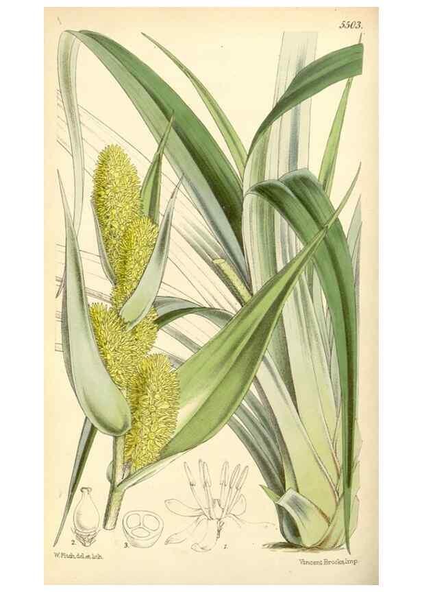 Reproducción/Reproduction 8569799748: Curtis's botanical magazine.. London ;New York [etc.] :Academic Press [etc.]