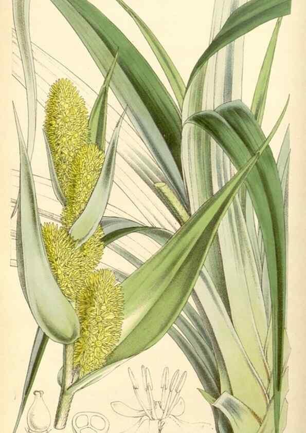 Reproducción/Reproduction 8569799748: Curtis's botanical magazine.. London ;New York [etc.] :Academic Press [etc.]