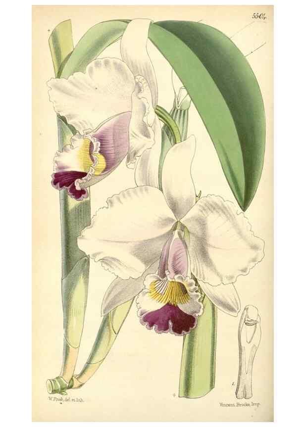 Reproducción/Reproduction 8568703343: Curtis's botanical magazine.. London ;New York [etc.] :Academic Press [etc.]