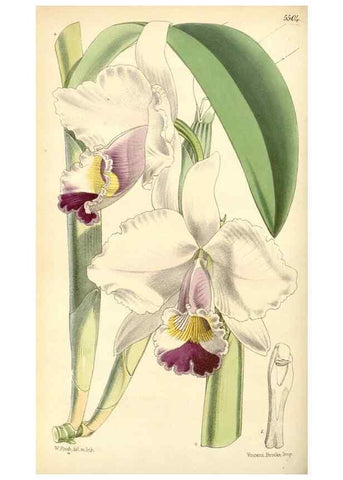 Reproducción/Reproduction 8568703343: Curtis's botanical magazine.. London ;New York [etc.] :Academic Press [etc.]