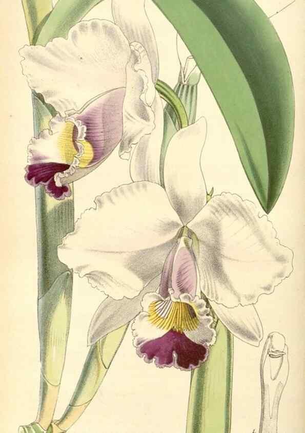 Reproducción/Reproduction 8568703343: Curtis's botanical magazine.. London ;New York [etc.] :Academic Press [etc.]