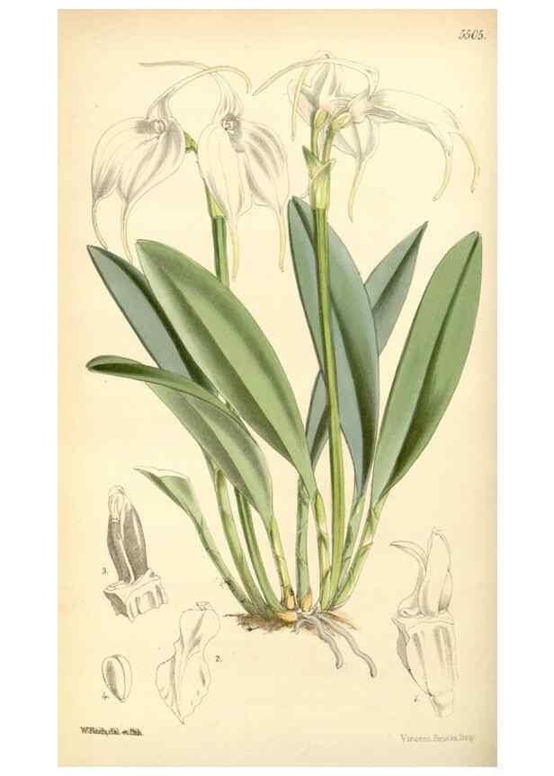 Reproducción/Reproduction 8569801396: Curtis's botanical magazine.. London ;New York [etc.] :Academic Press [etc.]