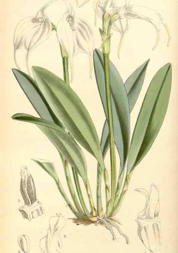 Reproducción/Reproduction 8569801396: Curtis's botanical magazine.. London ;New York [etc.] :Academic Press [etc.]