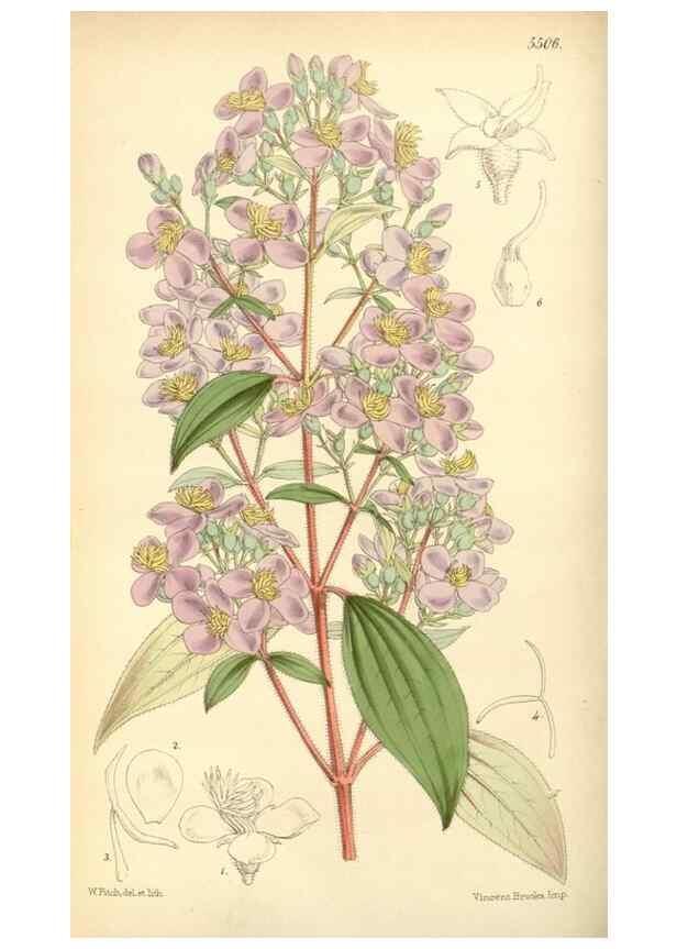 Reproducción/Reproduction 8569802434: Curtis's botanical magazine.. London ;New York [etc.] :Academic Press [etc.]