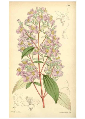 Reproducción/Reproduction 8569802434: Curtis's botanical magazine.. London ;New York [etc.] :Academic Press [etc.]