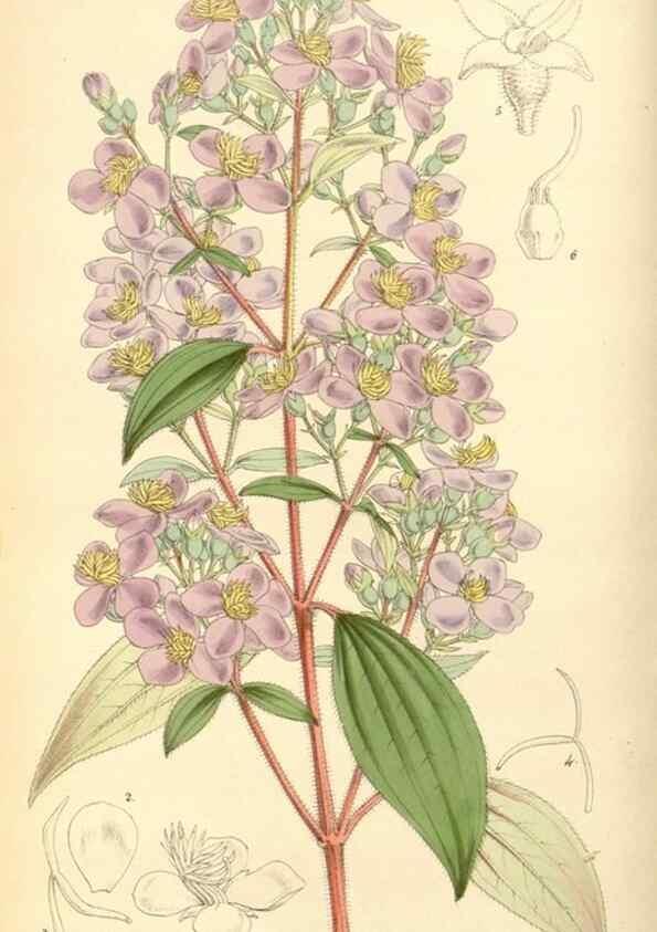 Reproducción/Reproduction 8569802434: Curtis's botanical magazine.. London ;New York [etc.] :Academic Press [etc.]