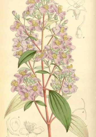 Reproducción/Reproduction 8569802434: Curtis's botanical magazine.. London ;New York [etc.] :Academic Press [etc.]
