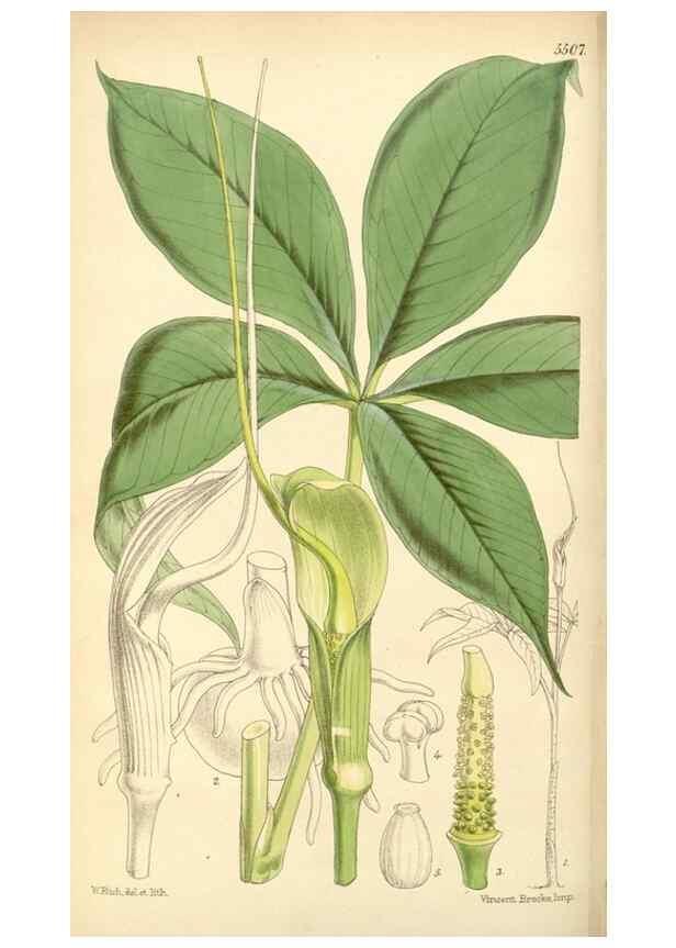Reproducción/Reproduction 8569803290: Curtis's botanical magazine.. London ;New York [etc.] :Academic Press [etc.]