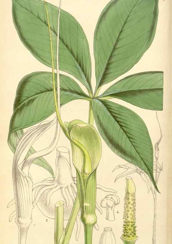 Reproducción/Reproduction 8569803290: Curtis's botanical magazine.. London ;New York [etc.] :Academic Press [etc.]